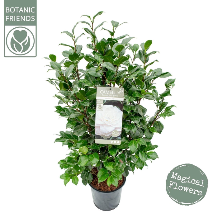 <h4>Camellia japonica</h4>
