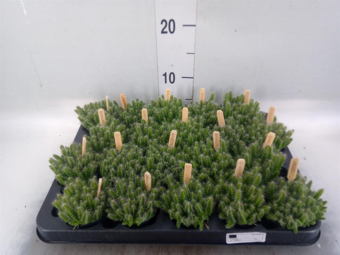 <h4>Hylocereus undatus</h4>