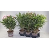 Nerium oleander   ...