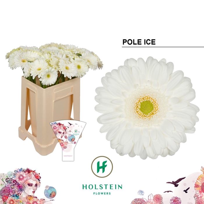 <h4>Gerbera Pole Ice</h4>