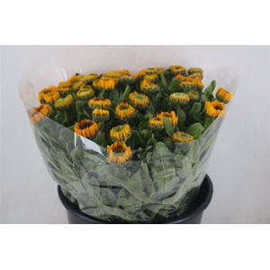 Calendula Yellow Sup P Stem