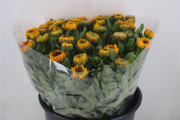 <h4>Calendula Yellow Sup P Stem</h4>