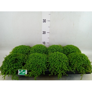 Soleirolia soleirolii   ...green