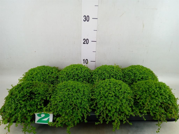 <h4>Soleirolia soleirolii   ...green</h4>