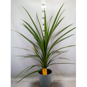 Cordyline indivisa 'Peko'