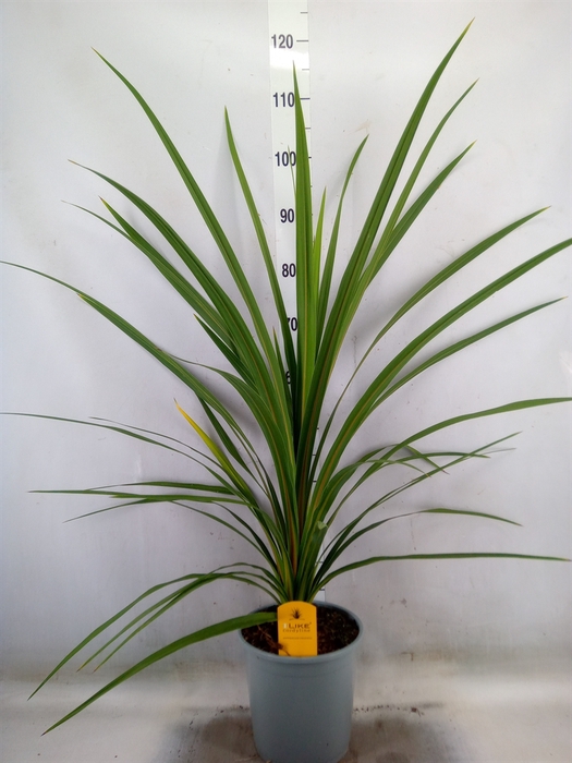 <h4>Cordyline indivisa 'Peko'</h4>