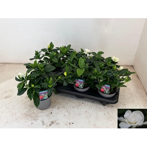 GARDENIA JASMINOIDES