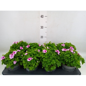 Pelargonium gran.   ..