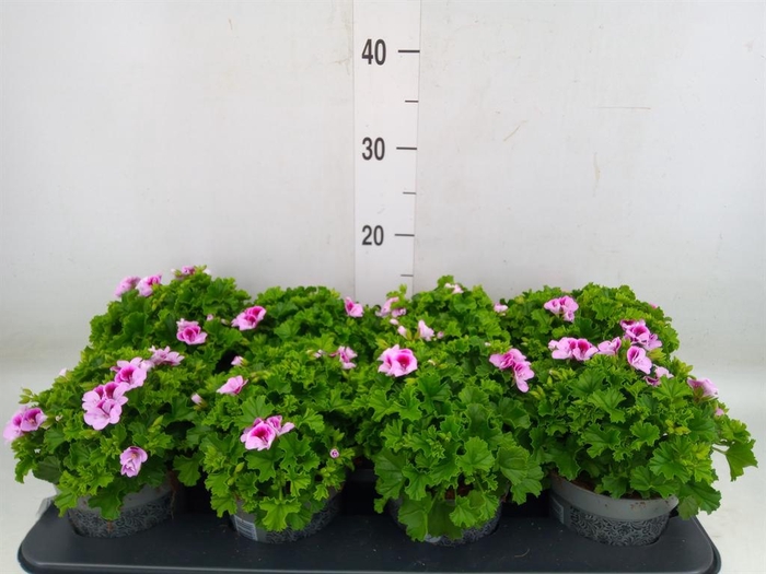 <h4>Pelargonium gran.   ..</h4>