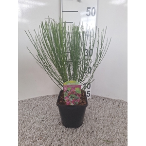 Cytisus Praecox Grp 'Hollandia'