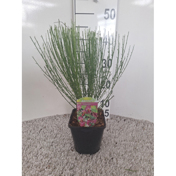 <h4>Cytisus Praecox Grp 'Hollandia'</h4>