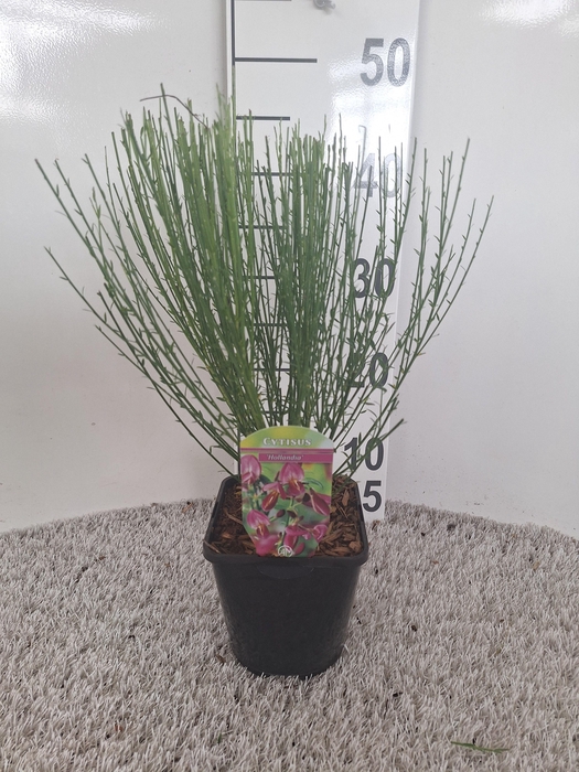 Cytisus Praecox Grp 'Hollandia'