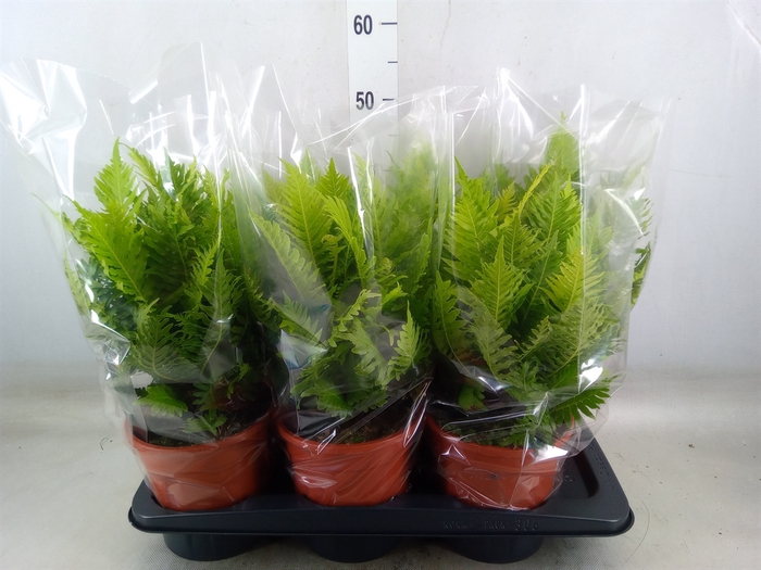 <h4>Blechnum gibbum 'Silver Lady'</h4>