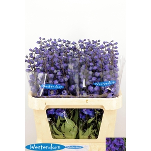 DELPH DU KI FL BLUE