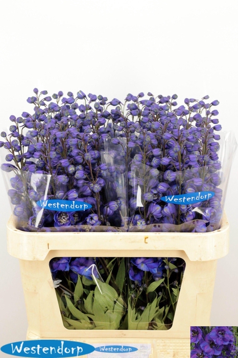 <h4>DELPH DU KI FL BLUE</h4>