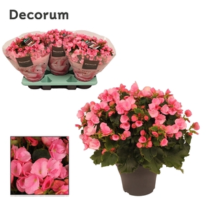 Betulia candy 19cm outdoor Decorum