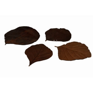 COBRA LEAVES BROWN 100pcs