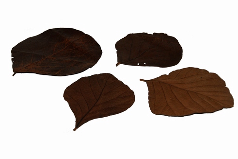 COBRA LEAVES BROWN 100pcs