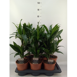 Dracaena frag. 'Janet Craig'