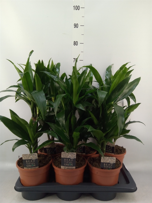 <h4>Dracaena frag. 'Janet Craig'</h4>