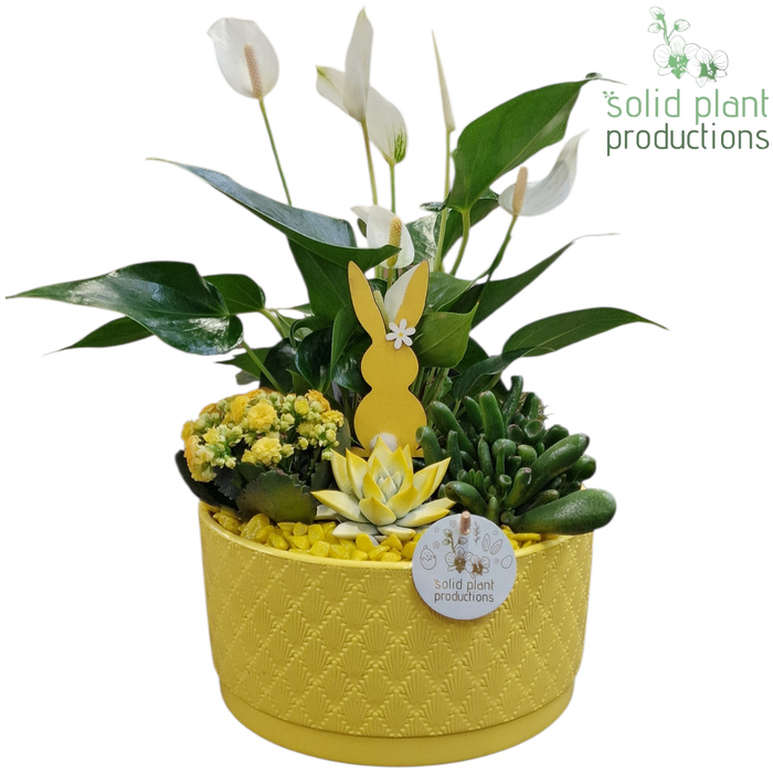 <h4>AE004 Stella Yellow Easter</h4>