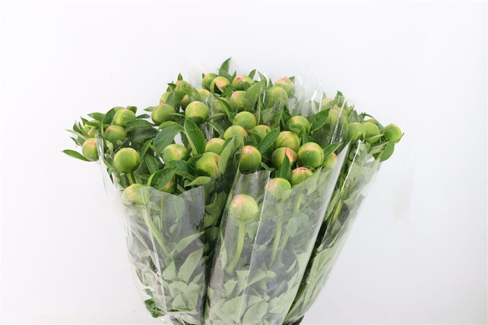 <h4>Paeo L Kingsday</h4>