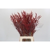 Bromelia Red Paloma