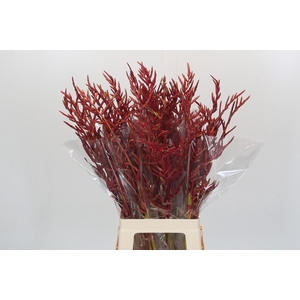 Bromelia Red Paloma