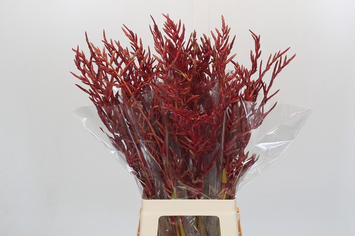 <h4>Bromelia Red Paloma</h4>