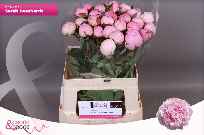 <h4>Paeonia Sarah Bernhardt</h4>