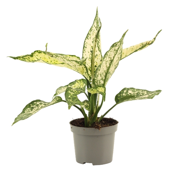<h4>Aglaonema White Diamond 9 cm</h4>