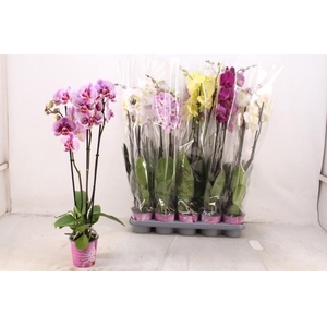 PHAL GEM