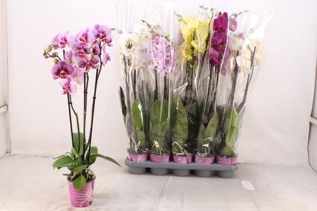 <h4>PHAL GEM</h4>