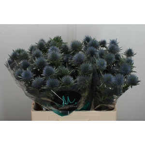 Eryn Magnetar Qstar 60cm