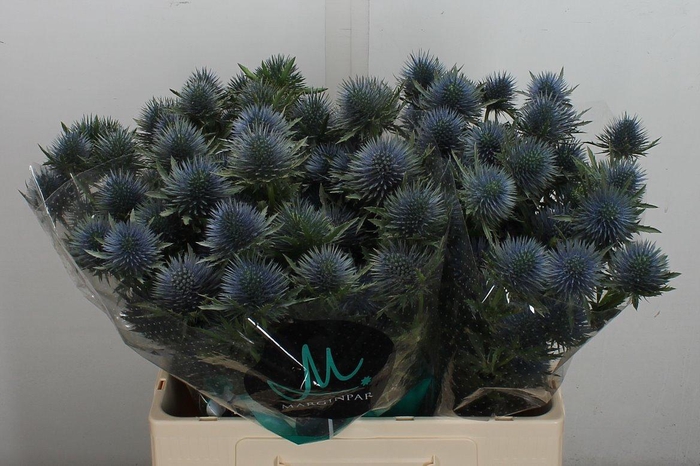 <h4>Eryn Magnetar Qstar 60cm</h4>