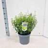 Euonymus fortunei Emerald n Gold