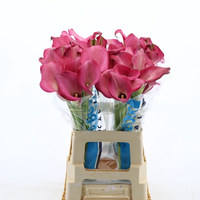 <h4>Calla Zazu</h4>