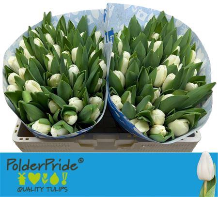 <h4>Tu En Antarctica</h4>