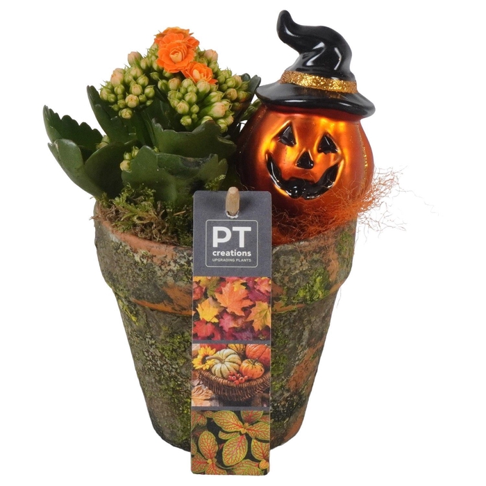 <h4>Arr.    Planten  L%</h4>