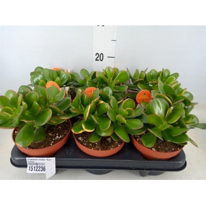 Crassula ovata 'Sunset'