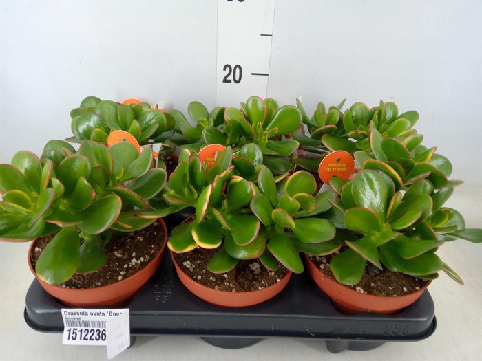 <h4>Crassula ovata 'Sunset'</h4>
