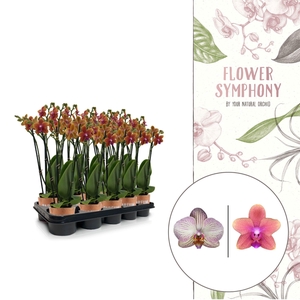 Flower Symphony | Oranje mix | Phalaenopsis 3 spike