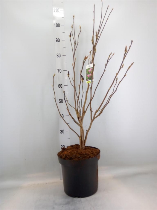 <h4>Magnolia  'Susan'</h4>