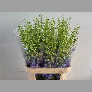 Delphinium El Aurora Blue