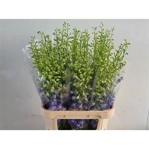 Delphinium El Aurora Blue