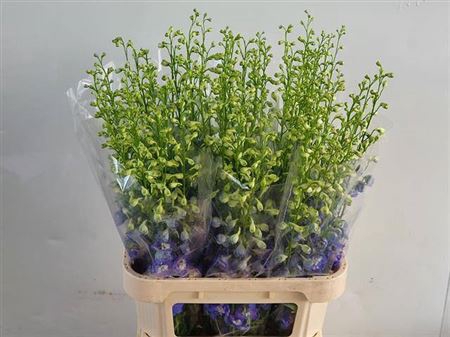 <h4>Delph Du Aurora Blue</h4>
