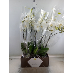 Phalaenopsis   ...white