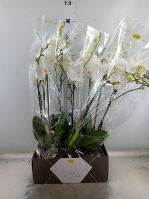 <h4>Phalaenopsis   ...white</h4>