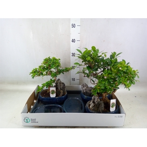 Bonsai   ...mix