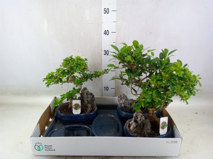<h4>Bonsai   ...mix</h4>